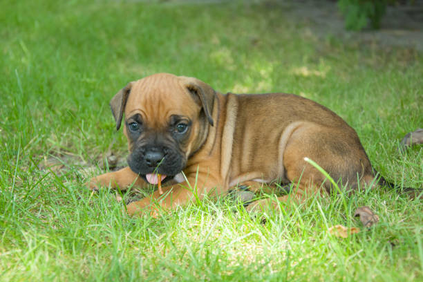 istock Brown boxer puppy in the grass 1132587967