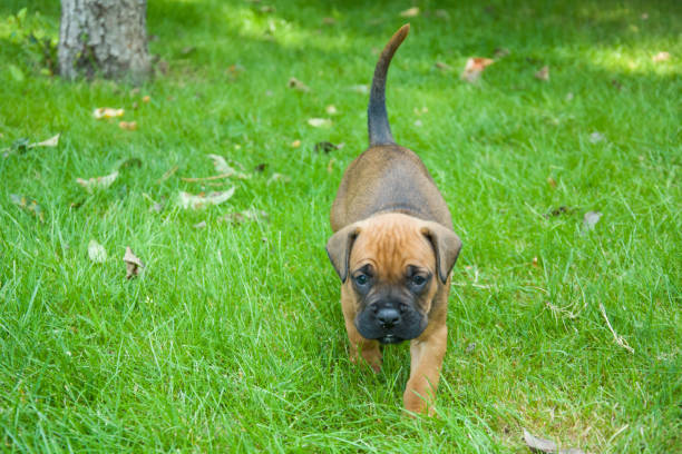 istock The little dog is walking 1132587971