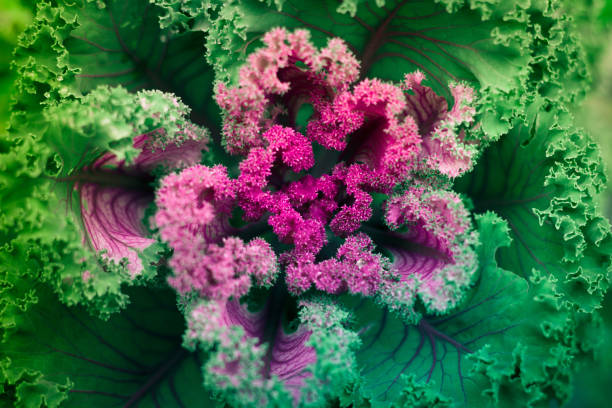 foglie di cavolfiore, sfondo astratto naturale frattale - romanesque broccoli cauliflower cabbage foto e immagini stock