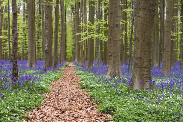 istock Foorpath in the blue forest with bluebells 1132590429