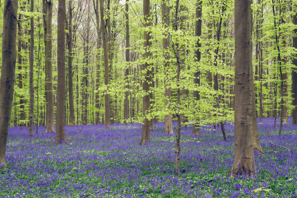 istock Beautiful and colorful springtime landscape in a forest with bluebells and beech trees blooming 1132590443