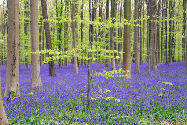 istock Springtime in Hallerbos forest, Belgium 1132590453