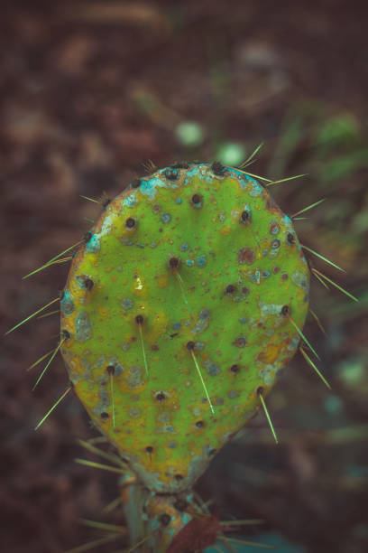 istock green flat  cactus in the garden 1132591472
