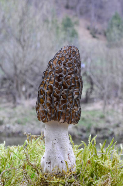 Photo of Morel mushroom in a moss besides mountain creek