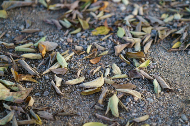 istock Dried foliage at the road at the spring time 1132592563
