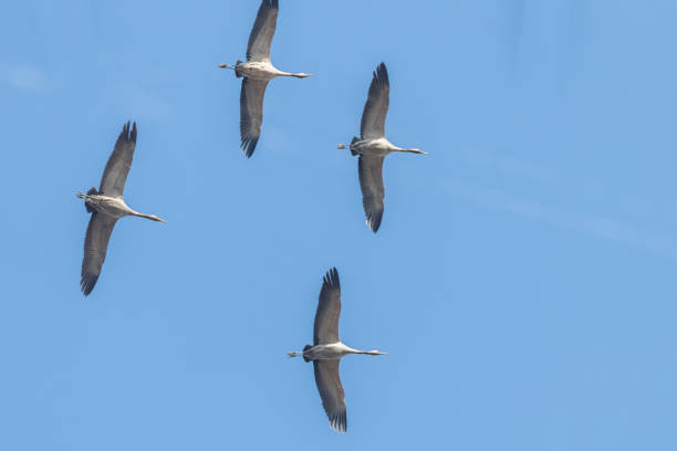 istock Common Cranes in flight blue skies, (Grus grus) migration 1132593419