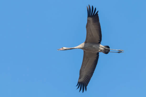 istock Common Crane in flight blue skies (Grus grus) migration 1132593823