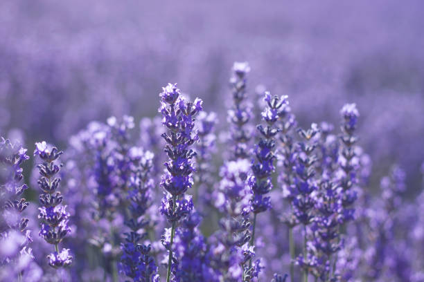 istock Close up of lavender blue flowers 1132593859