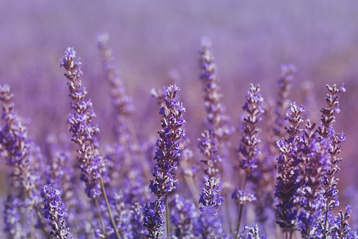 Beautiful and dreamlike purple lavender flowers landscape in springtime