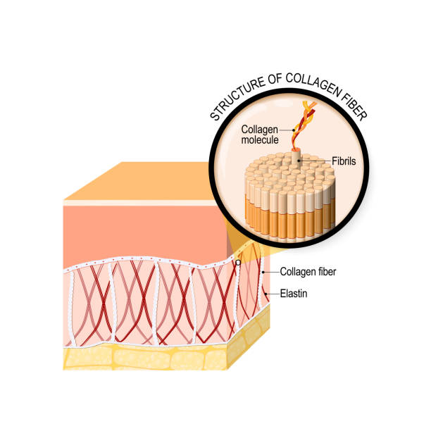 collagen fibers in a skin. Close-up of collagen molecule collagen fibers in a skin. Close-up of collagen molecule. Anatomy of the humans skin. Vector illustration for your design, educational,  biology, scientific, and medical use. collagen stock illustrations