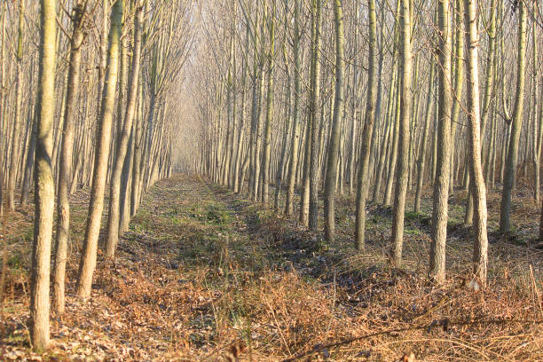 istock row of trees in the forest 1132598641