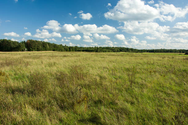 istock Big green meadow and forest on the horizon 1132598927
