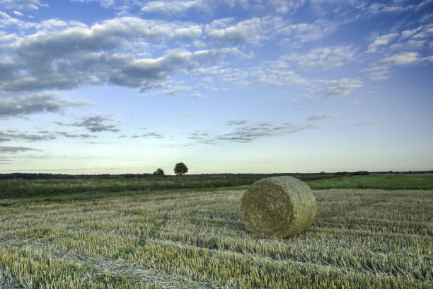 istock Circle of hay on the stubble. Evening view 1132598987