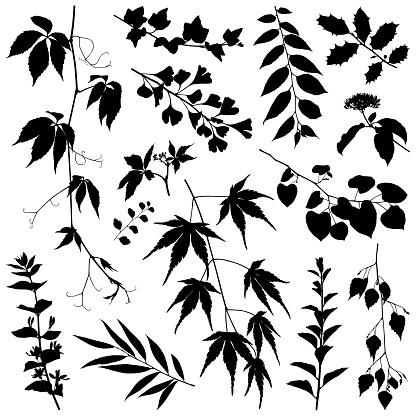 Set of plants silhouettes. Detailed images isolated black on white background. Vector design elements. One color - black.
