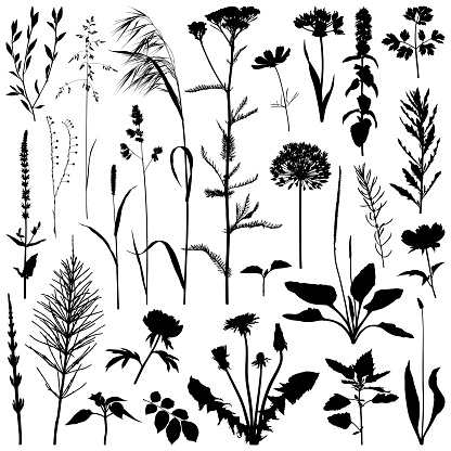 Set of plants silhouettes. Detailed images isolated black on white background. Vector design elements. One color - black.
