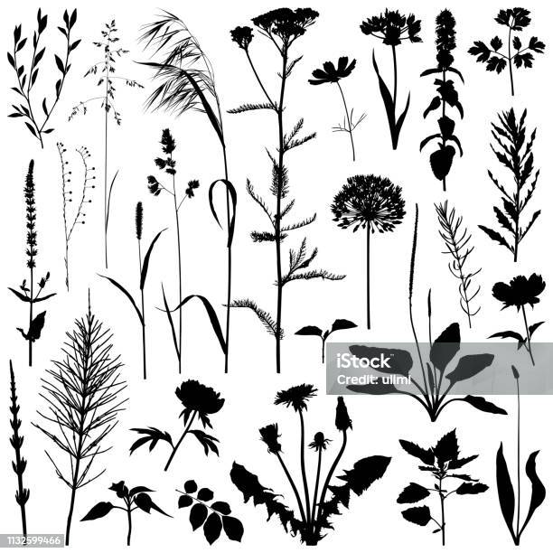 Plants Silhouette Vector Images Stock Illustration - Download Image Now - Uncultivated, Dandelion, Illustration