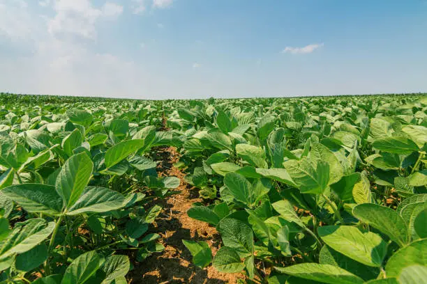 Photo of Young green soy plants with large leaves grow in the field.