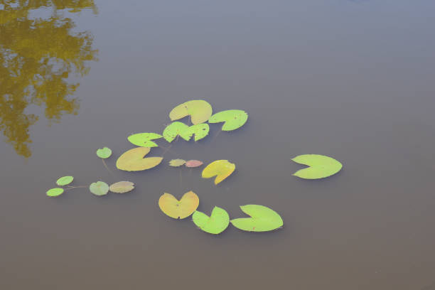 istock Lily Pads Floating On Murky Lake 1132604625