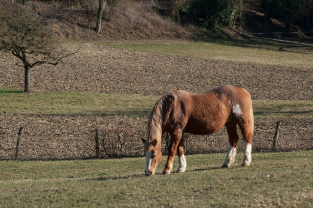 istock brown horse grazing in a meadow 1132605243