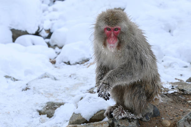 istock Snow monkey in the winter in Japan 1132605734