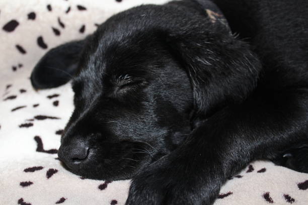 istock Black Labrador Retriever Puppy Sleeping on Blanket 1132605781