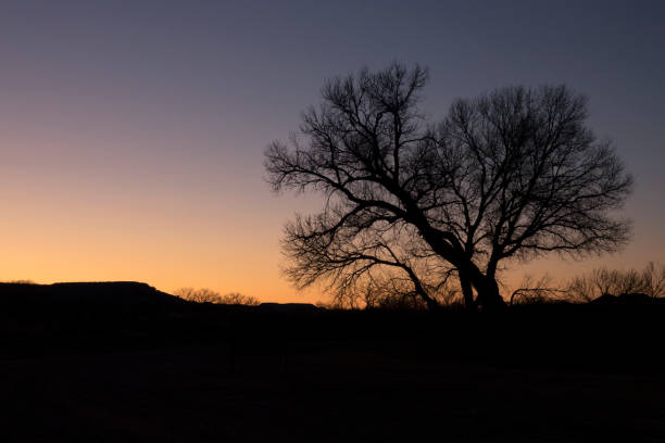 Cottonwood silhouette sunset Lake Meredith National Recreation Area canyon mesa Texas With no leaves, a cottonwood tree stands silhouetted against a sunset sky at Lake Meredith National Recreation Area in Texas. cottonwood tree stock pictures, royalty-free photos & images