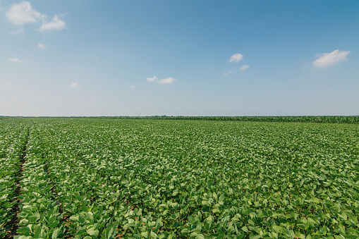 Green ripening soybean field. Rows of green soybeans. Soy plantation.