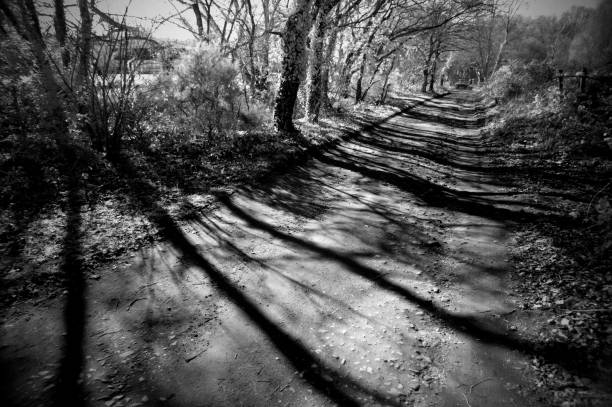 istock English country lane spring black and white 1132607612