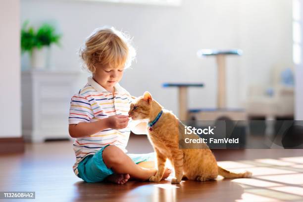 自宅で猫と遊んでいる子供子供とペット - 子供のストックフォトや画像を多数ご用意 - 子供, 飼い猫, ペット