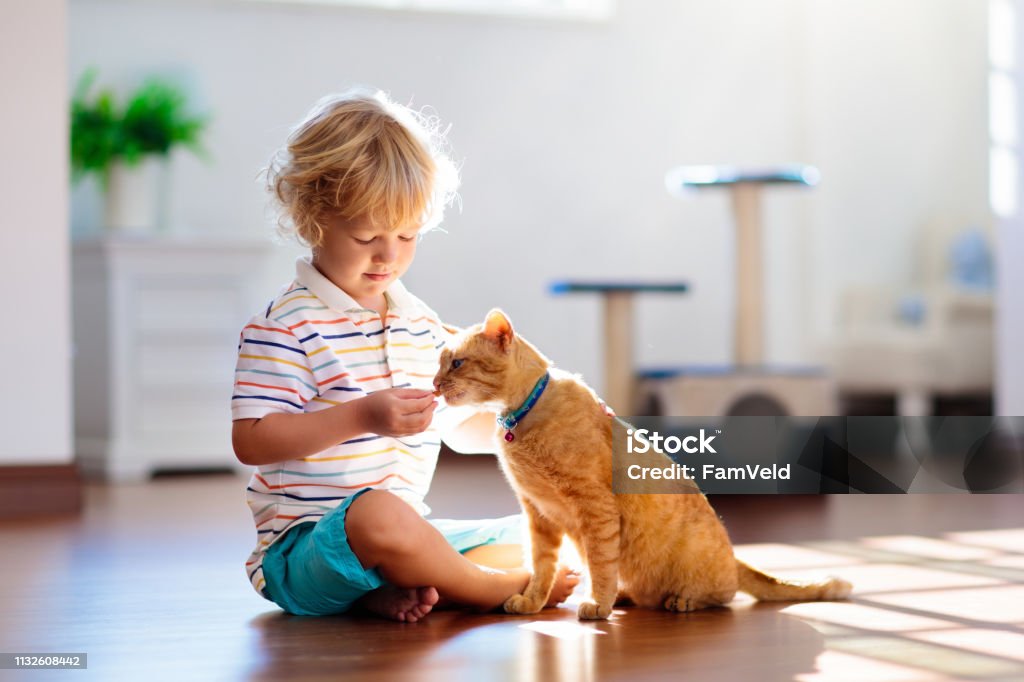 Child playing with cat at home. Kids and pets. Child playing with cat at home. Kids and pets. Little boy feeding and petting cute ginger color cat. Cats tree and scratcher in living room interior. Children play and feed kitten. Home animals. Child Stock Photo
