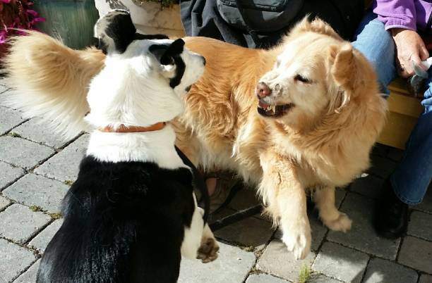 istock A border collie and golden retriever - playdate 1132608606