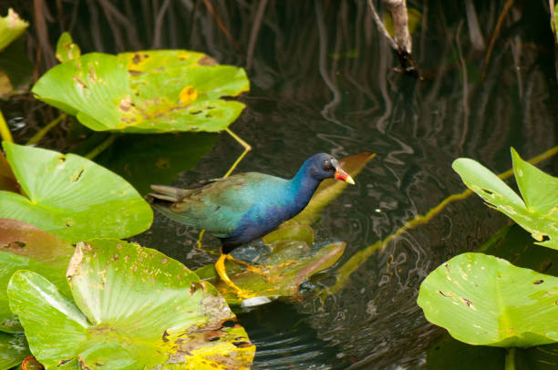 istock Purple Gallinule bird on lily pads 1132608912