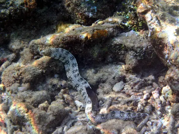 Moray eel (Muraenidae) - Gili Air Indonesia Asia
