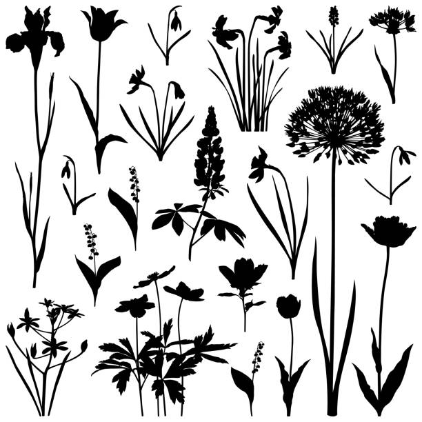 Plants silhouettes, spring flowers Set of plants silhouettes, spring flowers - allium flower, daffodils, iris, tulips, muscari, snowdrops, lilies of the valley, lupine. Detailed images isolated black on white background. Vector design elements. One color - black. lily of the valley garden stock illustrations