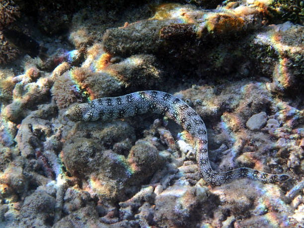 istock Moray eel (Muraenidae) - Gili Air Indonesia Asia 1132611011