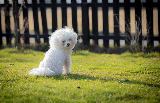 Bichon frise fluffy white dog in my garden