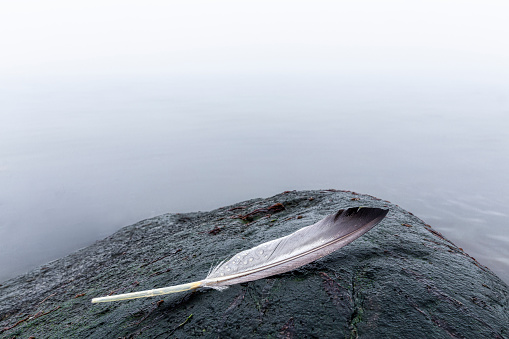 Wet feather stuck on a stone on a foggy fay