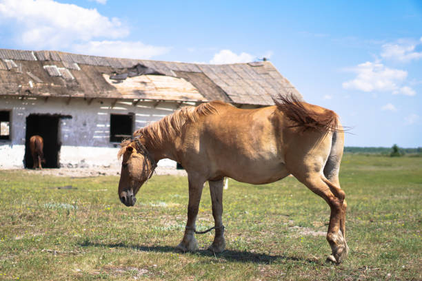 gruppo di cavalli vicino al saccheggio. sabroshenaya fattoria con animali. sfondo stock, foto - livestock horse bay animal foto e immagini stock