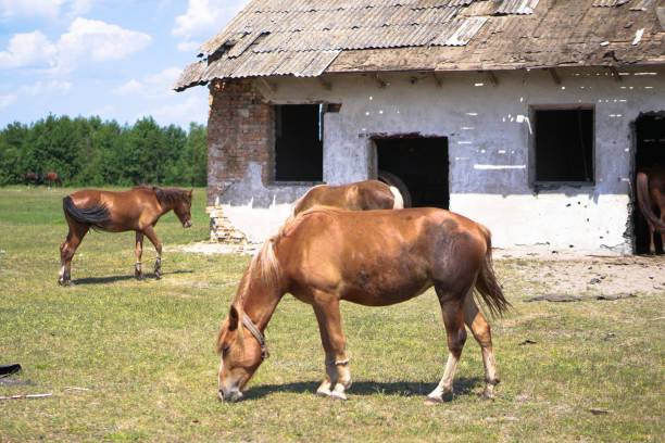 略奪の近くの馬のグループ。動物と sabroshenaya 農場。ストック背景、写真 - mule animal profile animal head ストックフォトと画像