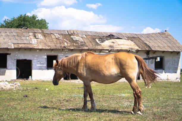 gruppo di cavalli vicino al saccheggio. sabroshenaya fattoria con animali. sfondo stock, foto - livestock horse bay animal foto e immagini stock