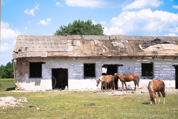 groupe de chevaux près de la sacking. ferme sabroshenaya avec des animaux. fond de stock, photo - mule animal profile animal head photos et images de collection