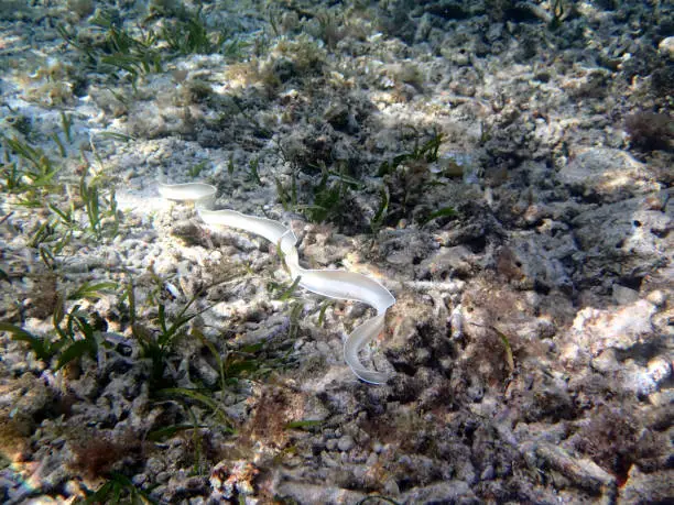 white Moray eel (Muraenidae) - Gili Air Indonesien Asia