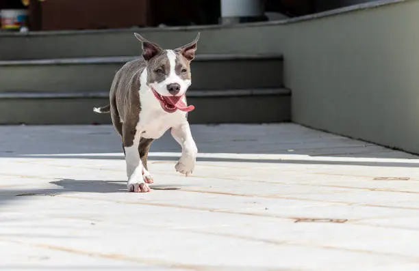 puppy running with tongue out