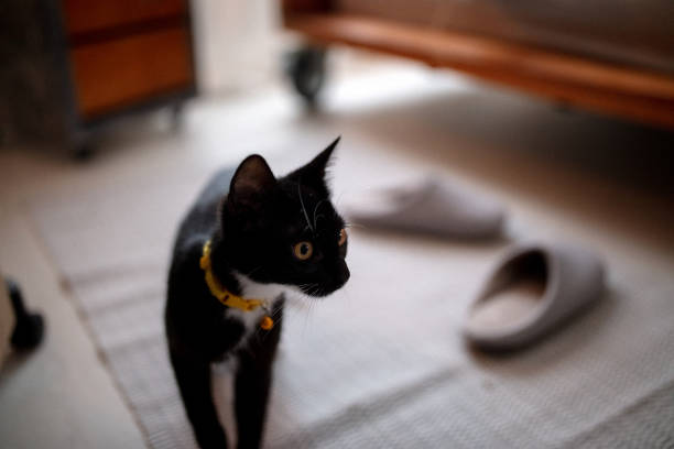 Owner playing with cute funny cat at home