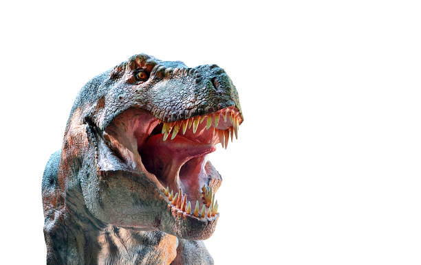 Isolated tyrannosaurus rex skeleton on black background.