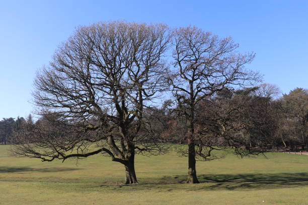 istock Beautiful Tree in the Sunshine 1132616880