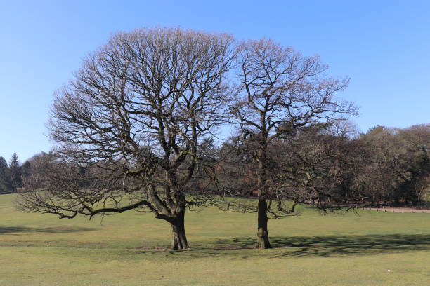 istock Beautiful Tree in the Sunshine 1132616884