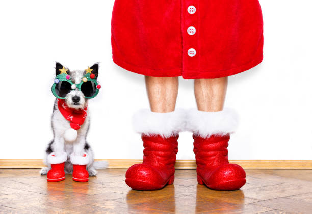 istock christmas santa claus dog 1132617170
