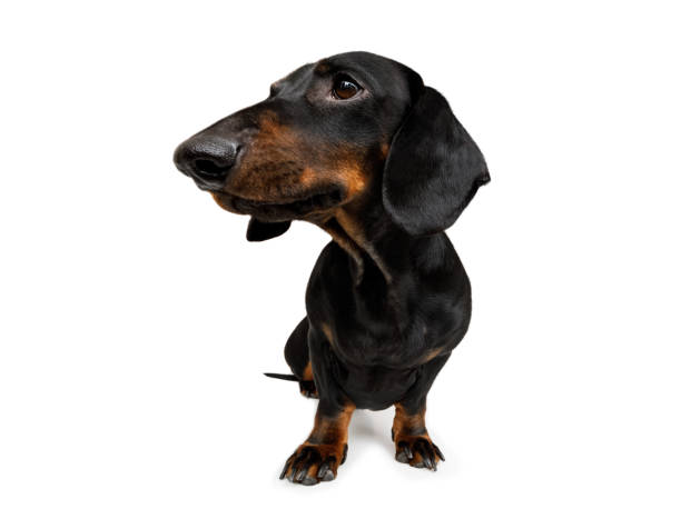 close up curious dog view curious sausage dog, dachshund looking up to owner waiting or sitting patient to play or go for a walk,  isolated on white background broad catch stock pictures, royalty-free photos & images