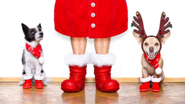 istock christmas santa claus dog 1132617477